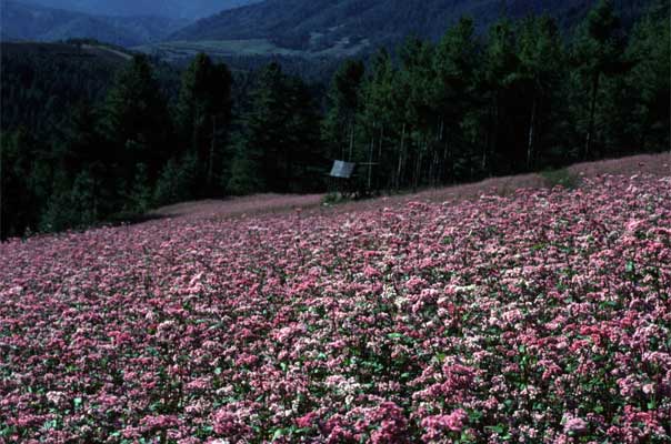 Pink blossoms of buckwheat fields cover the hill sides of Bumthang in August and September